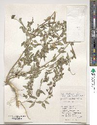 Sida rhombifolia image