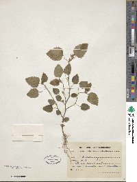 Sida spinosa image