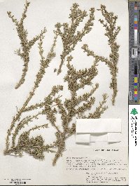 Sida cuneifolia image