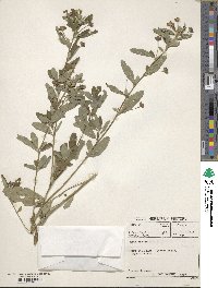 Sida rhombifolia image