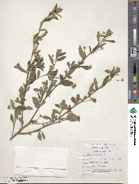 Sida rhombifolia image