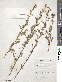 Sida rhombifolia image