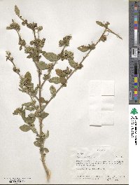 Sida rhombifolia image