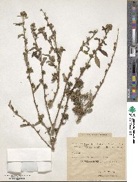 Sida rhombifolia image