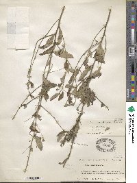 Sida rhombifolia image