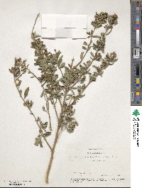 Sida rhombifolia image