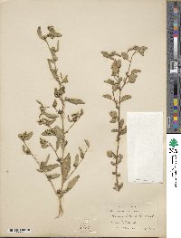 Sida rhombifolia subsp. rhombifolia image