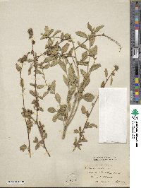 Sida rhombifolia image