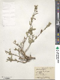 Sida rhombifolia image