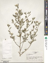 Sida rhombifolia image