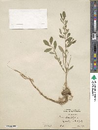 Sida rhombifolia image