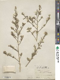 Sida rhombifolia image