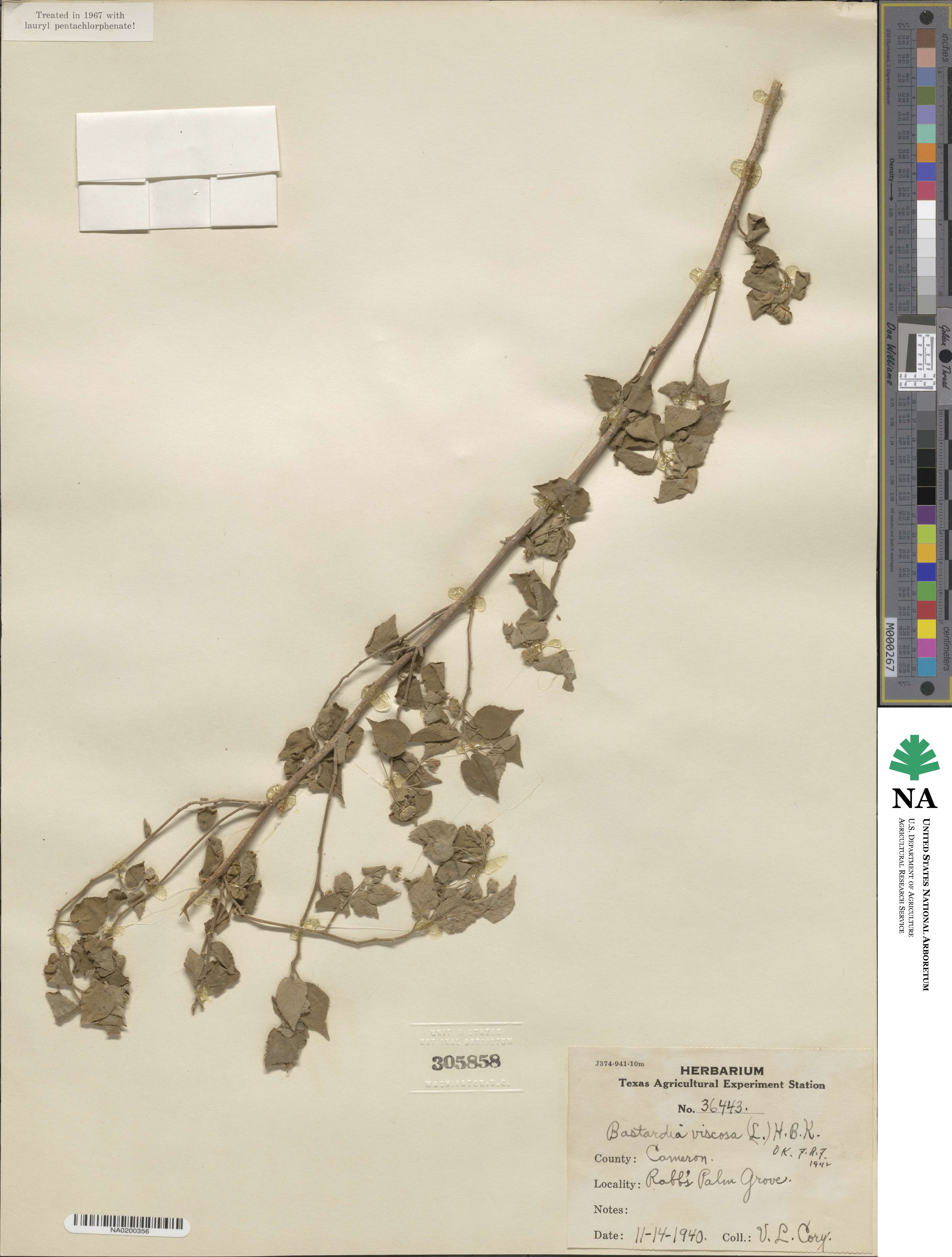 Abutilon image