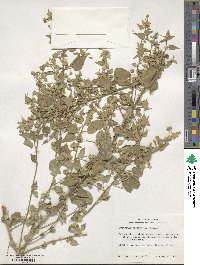 Abutilon viscosum image