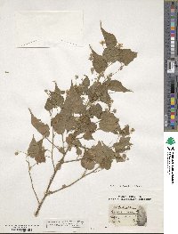 Abutilon viscosum image