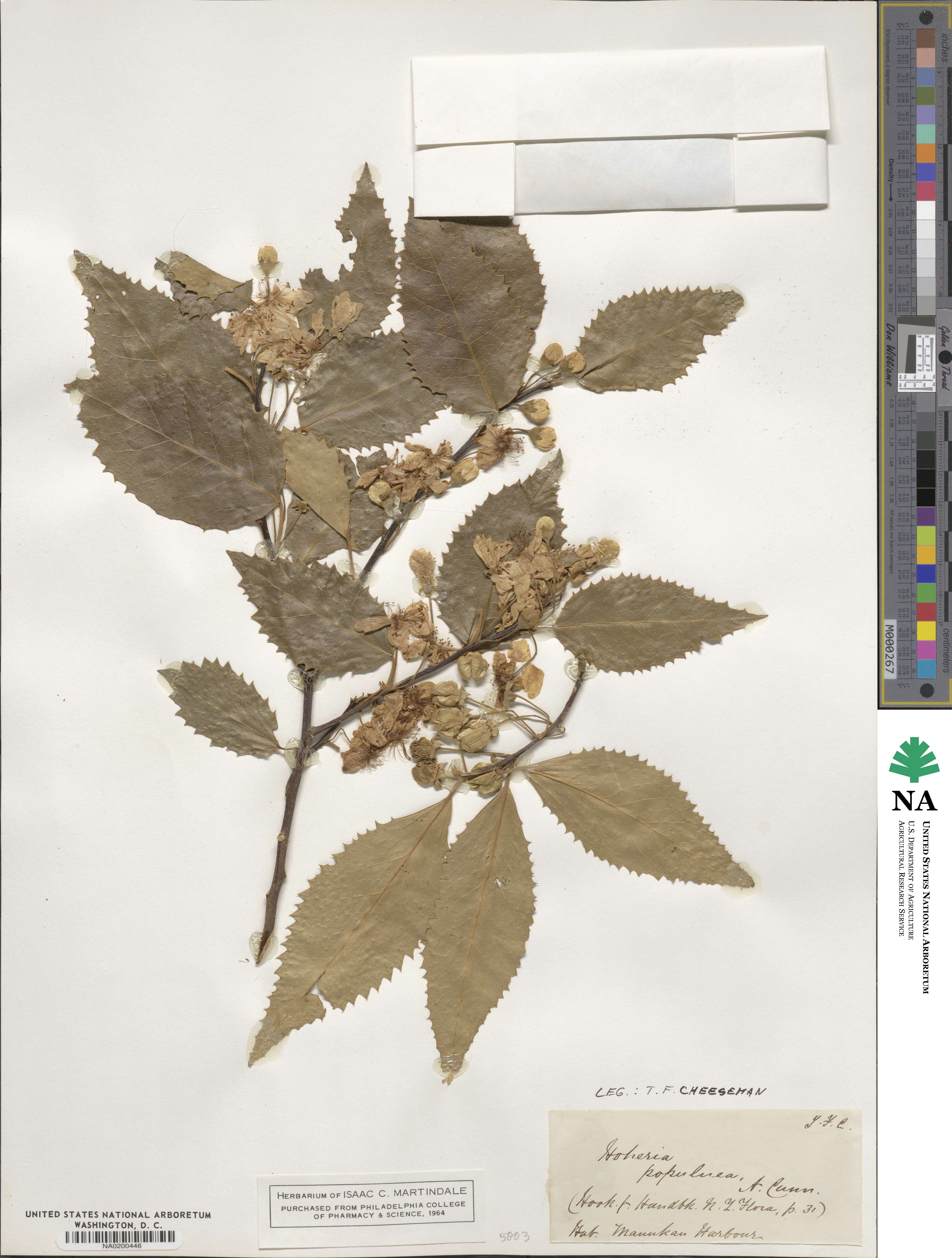 Hoheria populnea image