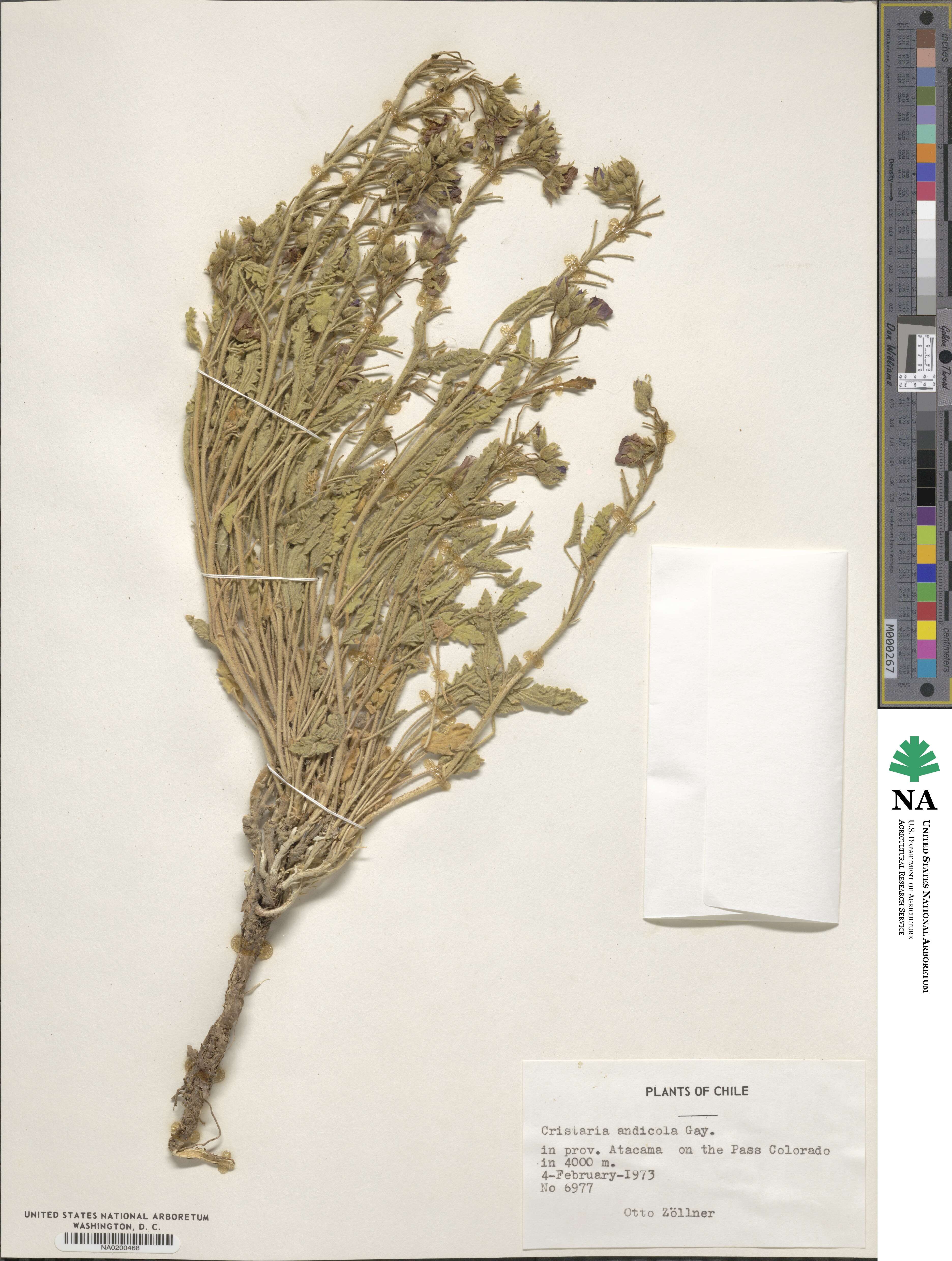 Cristaria andicola image