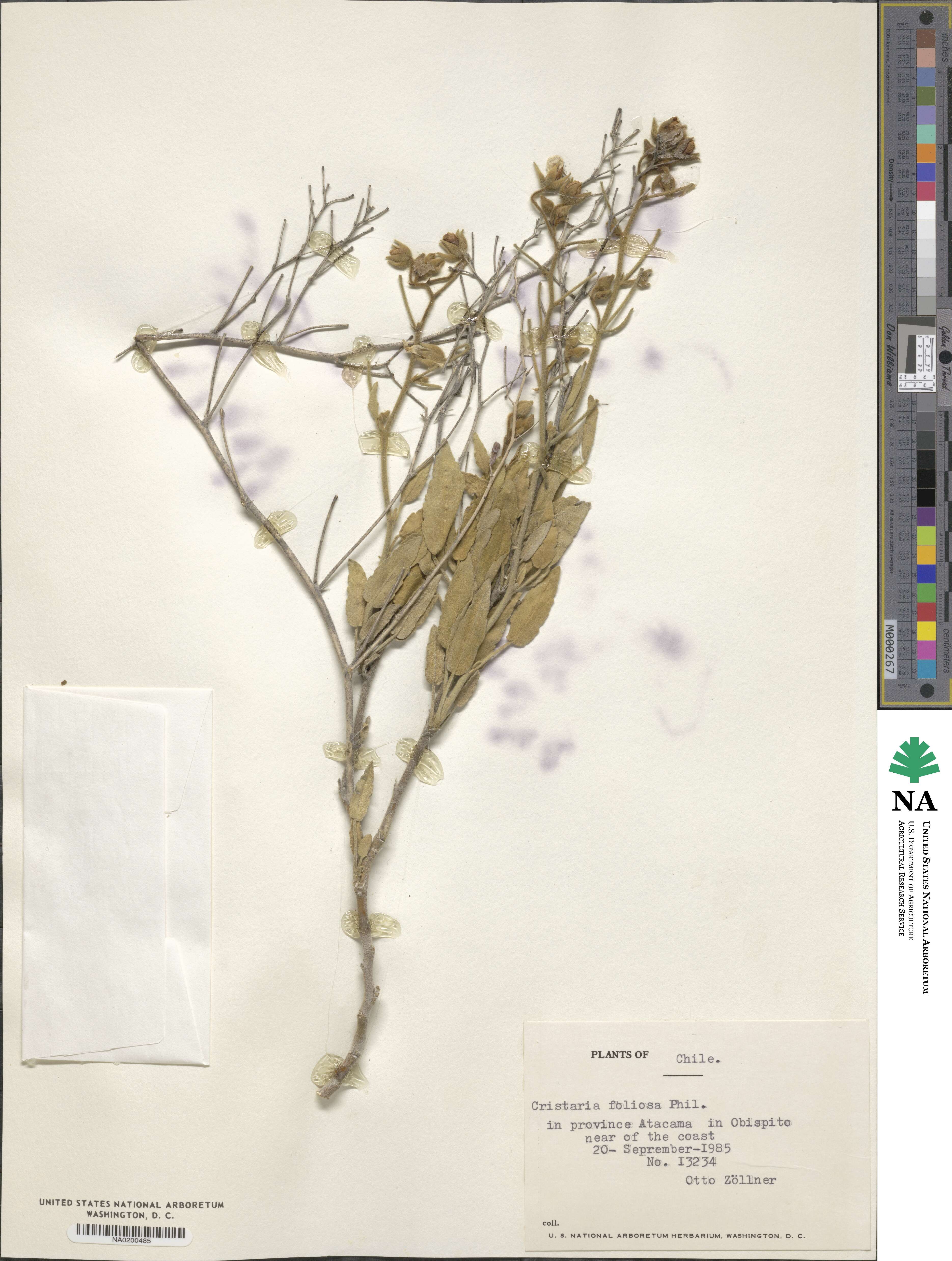 Cristaria integerrima image