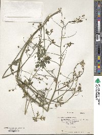 Cristaria multiflora image