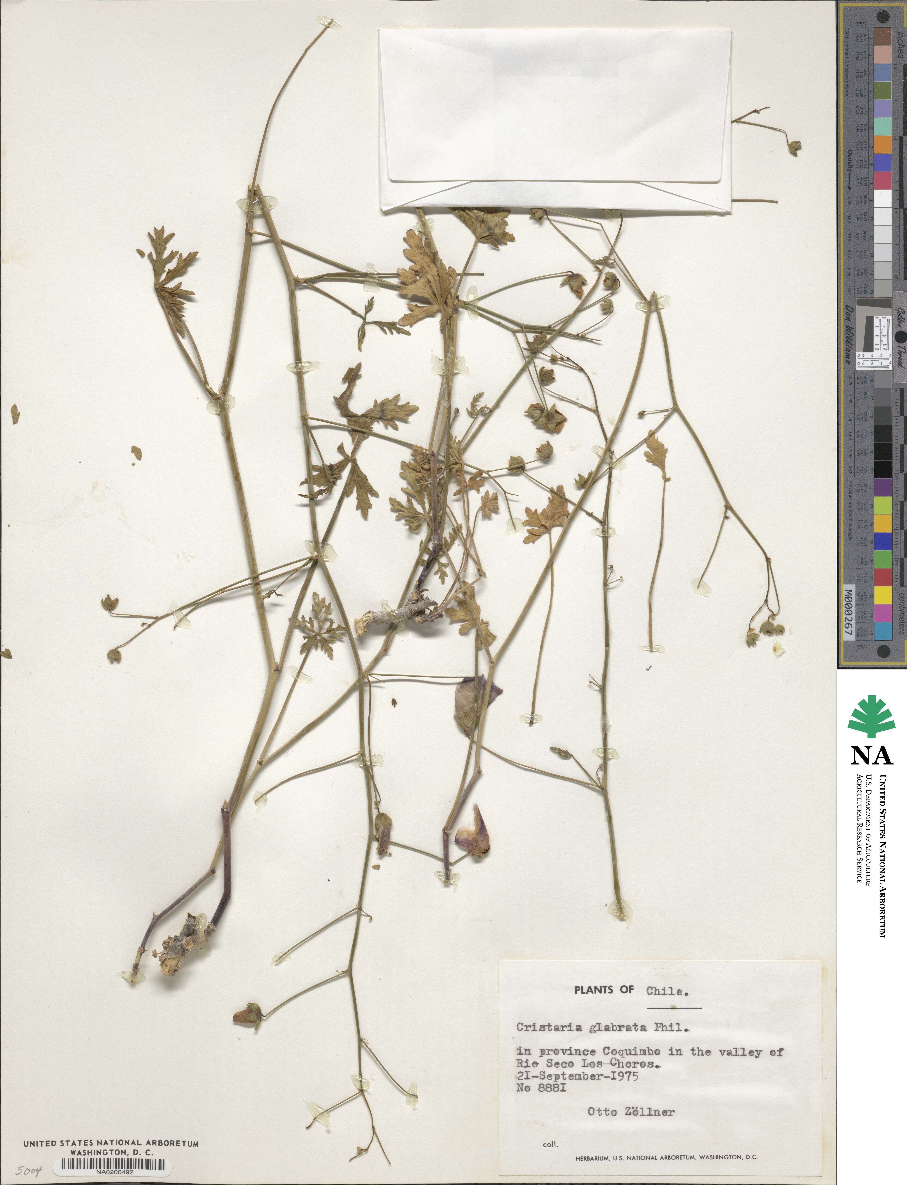 Cristaria multiflora image