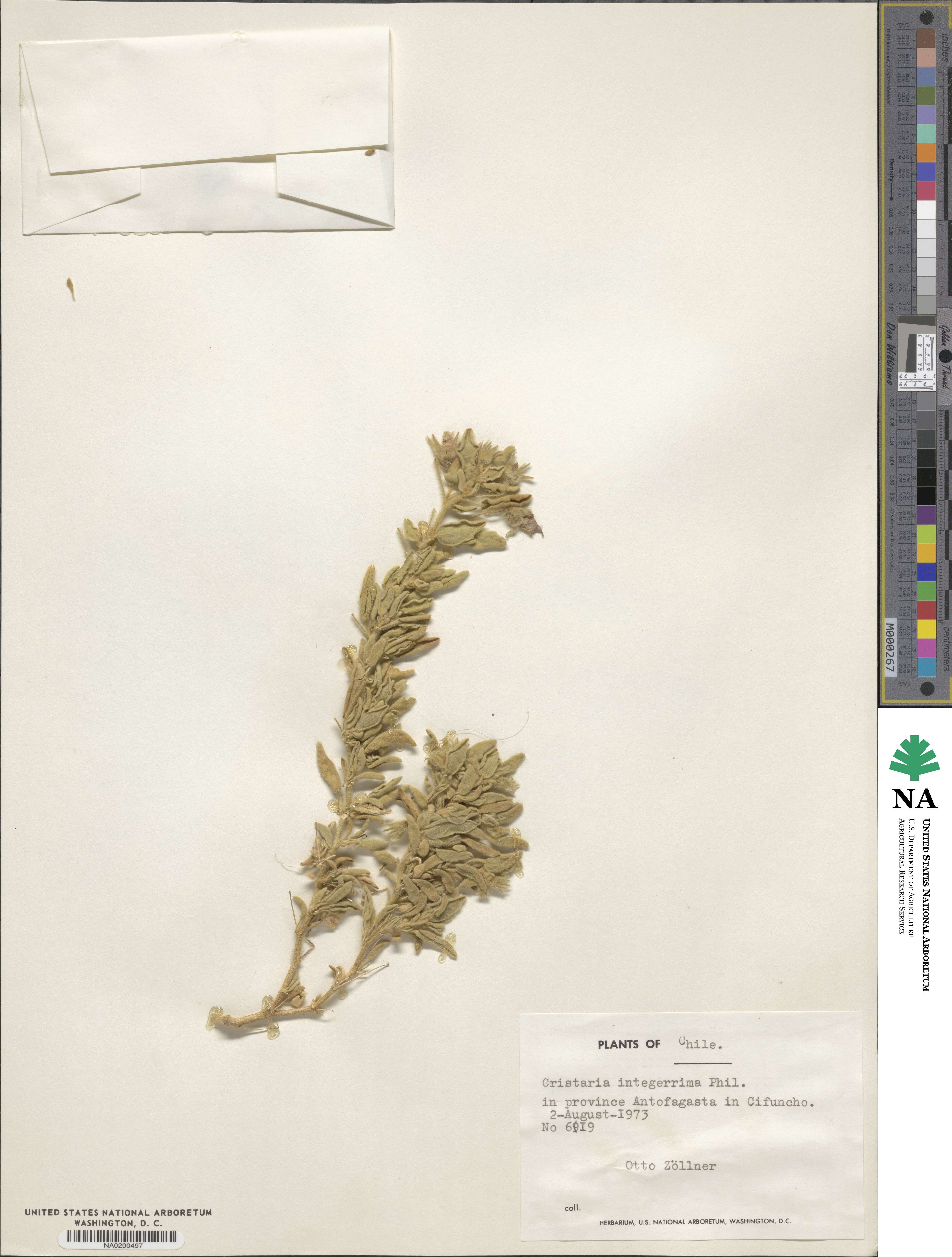 Cristaria integerrima image