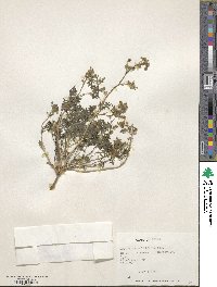 Cristaria multiflora image