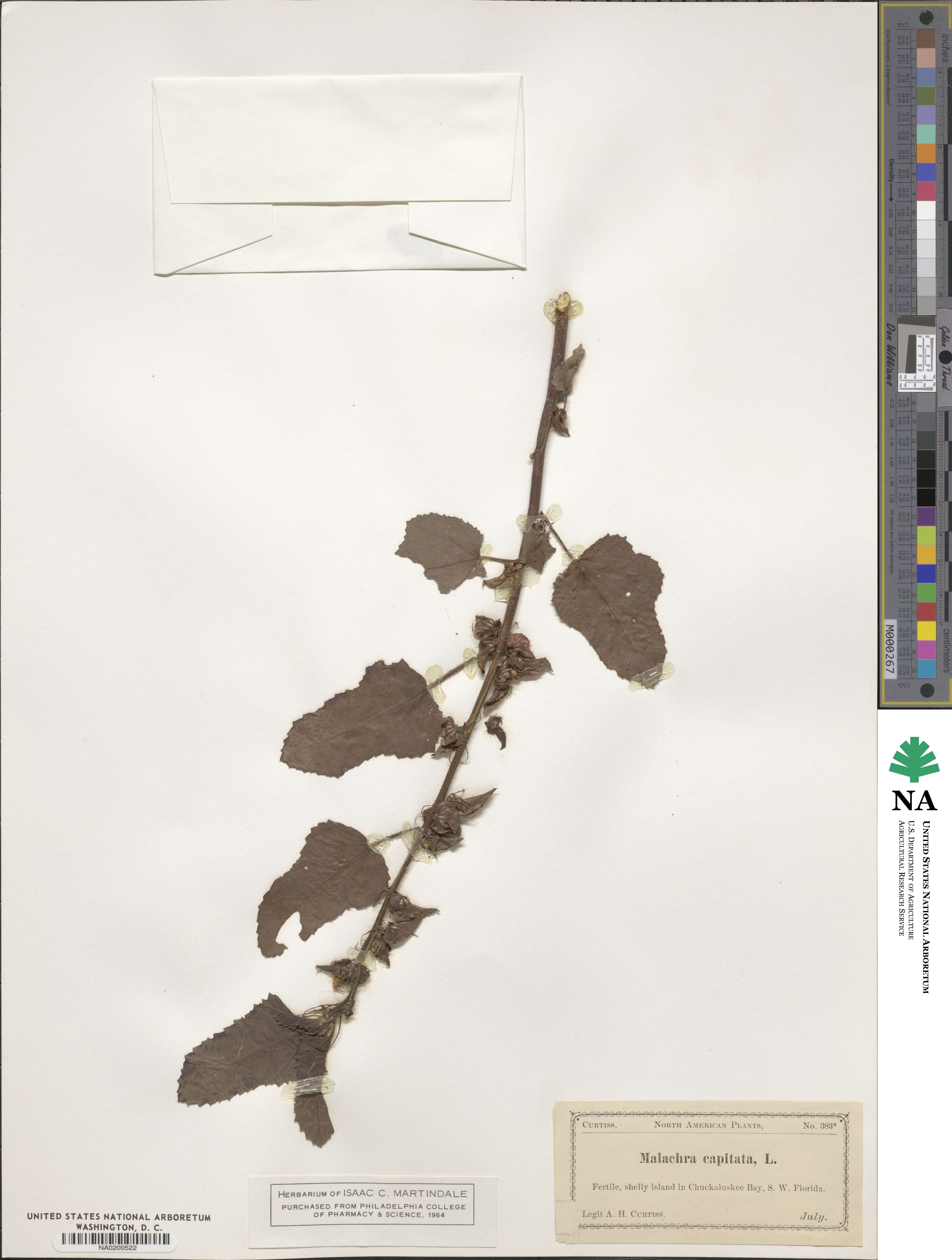Malachra capitata image