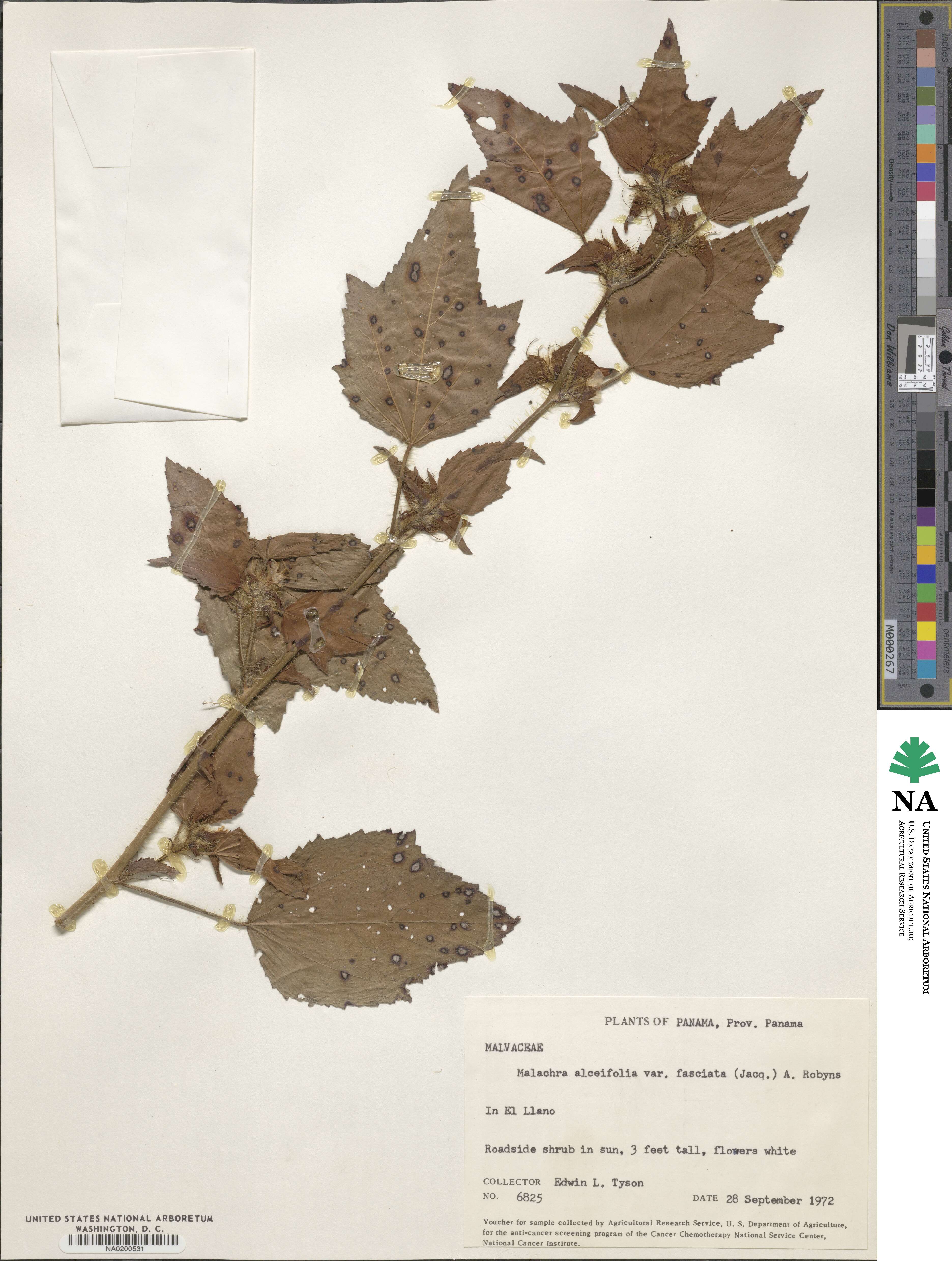 Malachra fasciata image