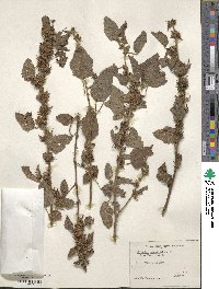 Malachra alceifolia image