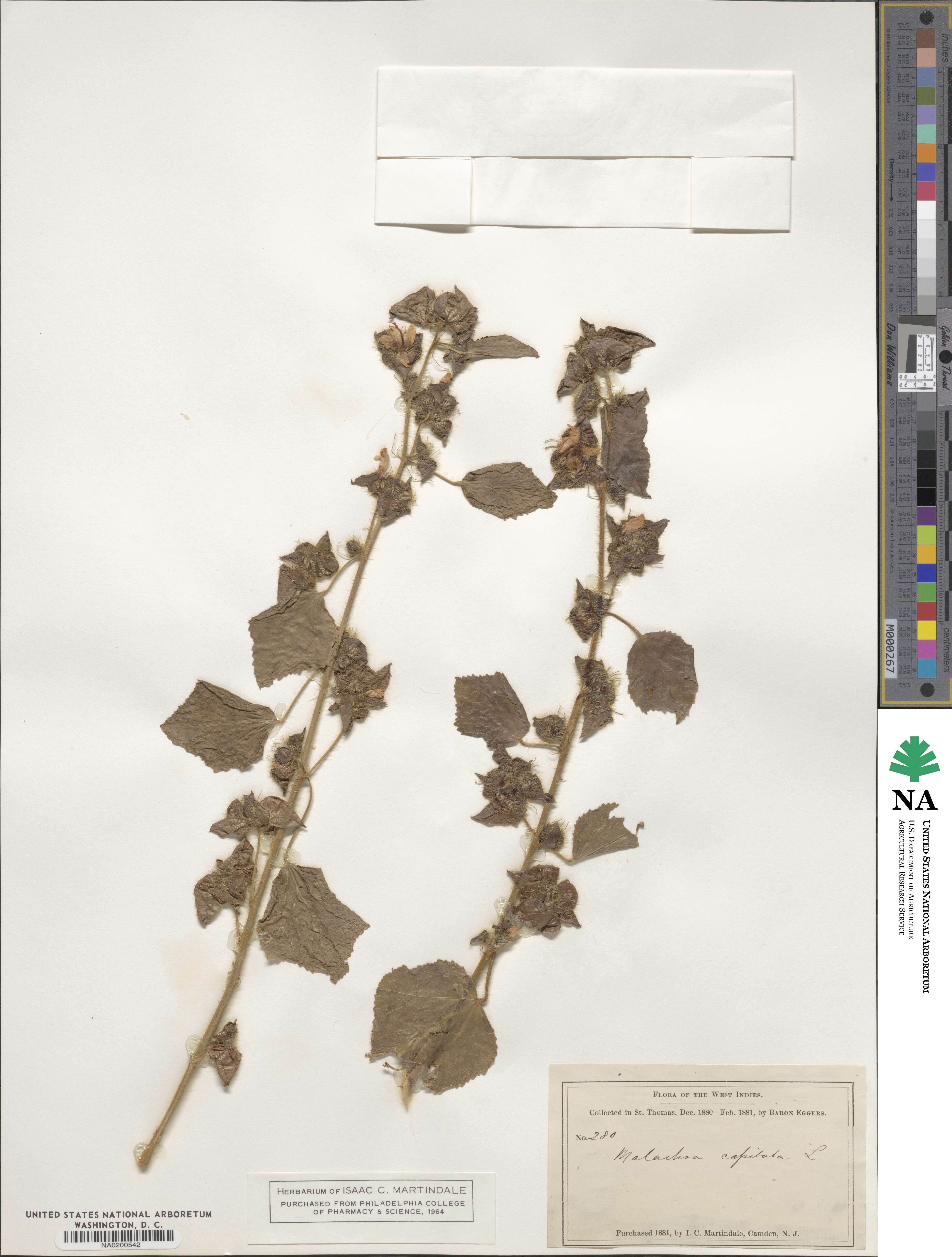 Malachra capitata image