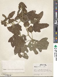 Malachra alceifolia image