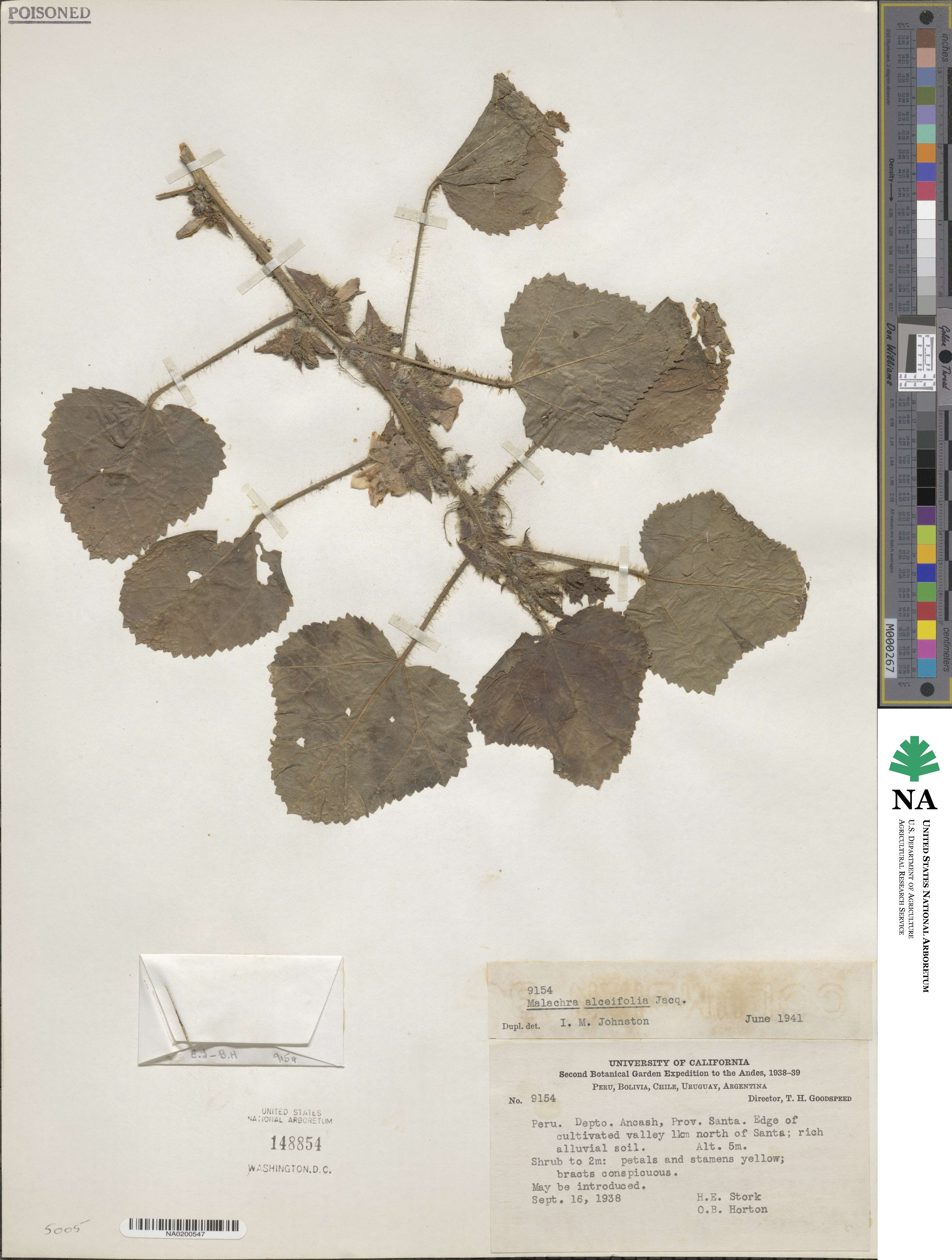 Malachra alceifolia image