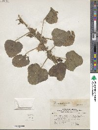 Malachra alceifolia image