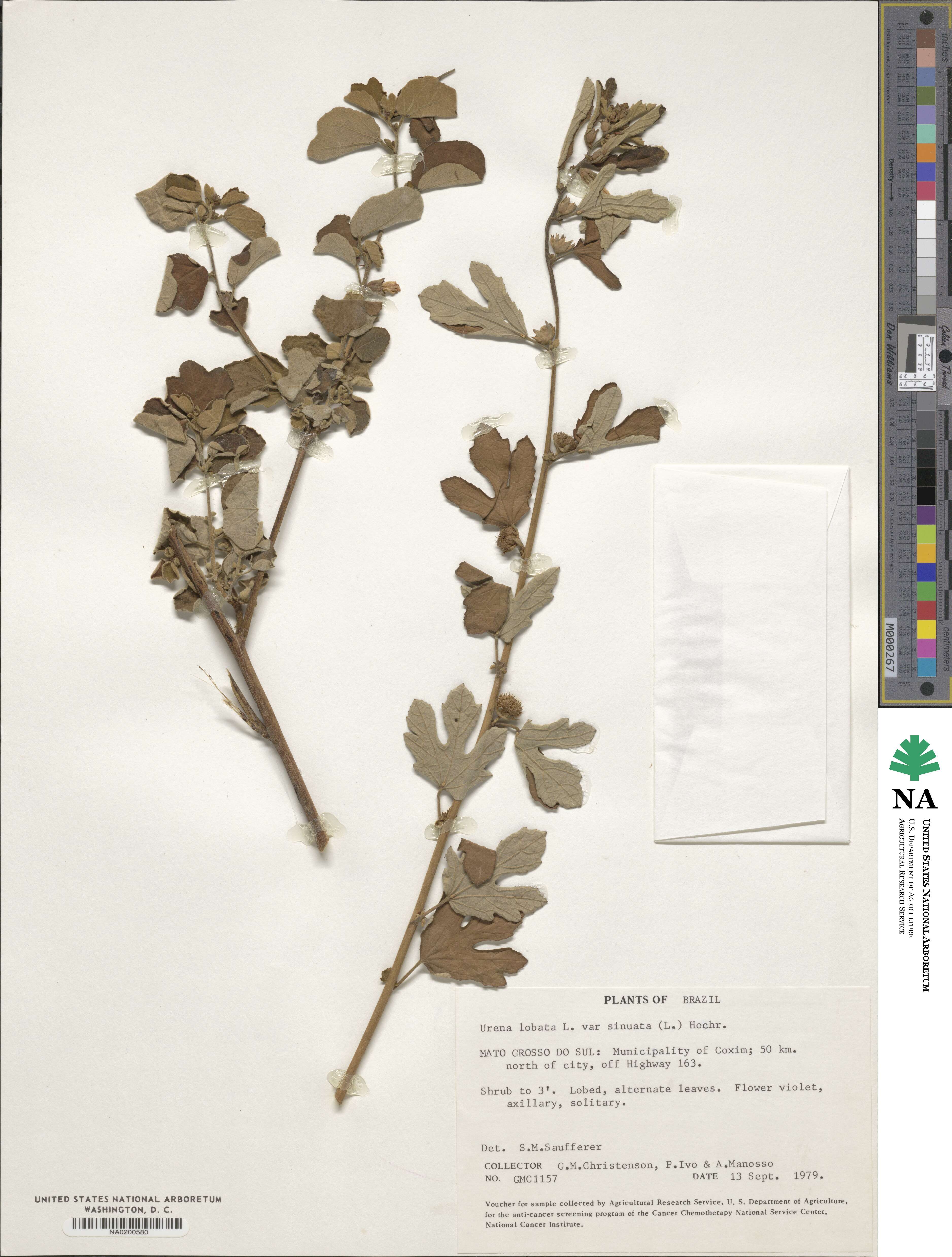 Urena procumbens image