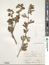 Urena procumbens image