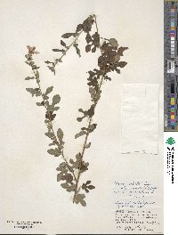 Urena procumbens image