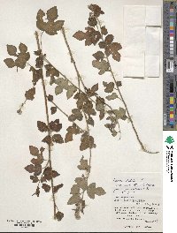 Urena procumbens image