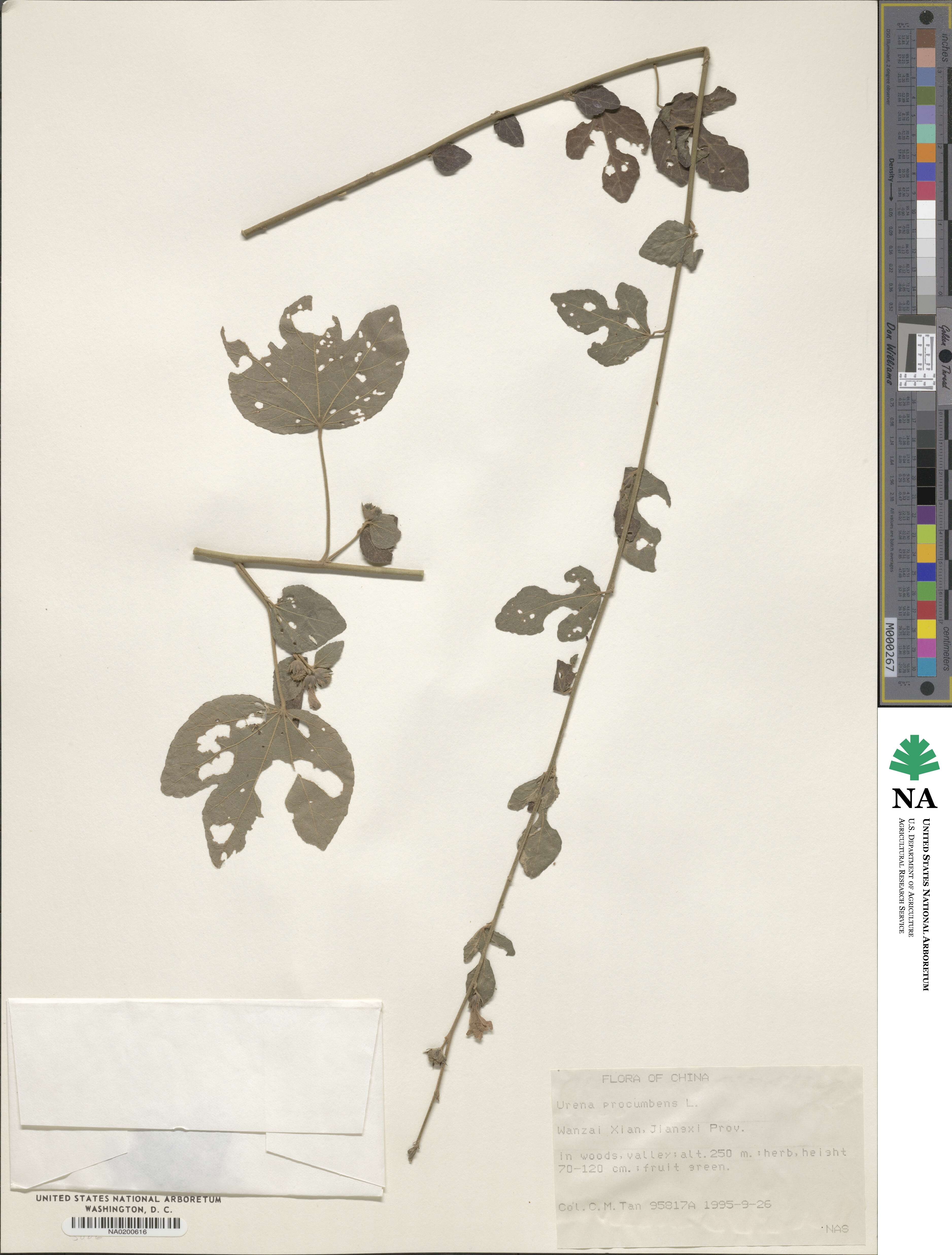 Urena procumbens image