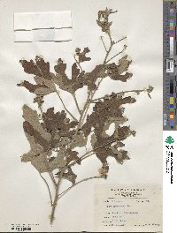 Urena procumbens image