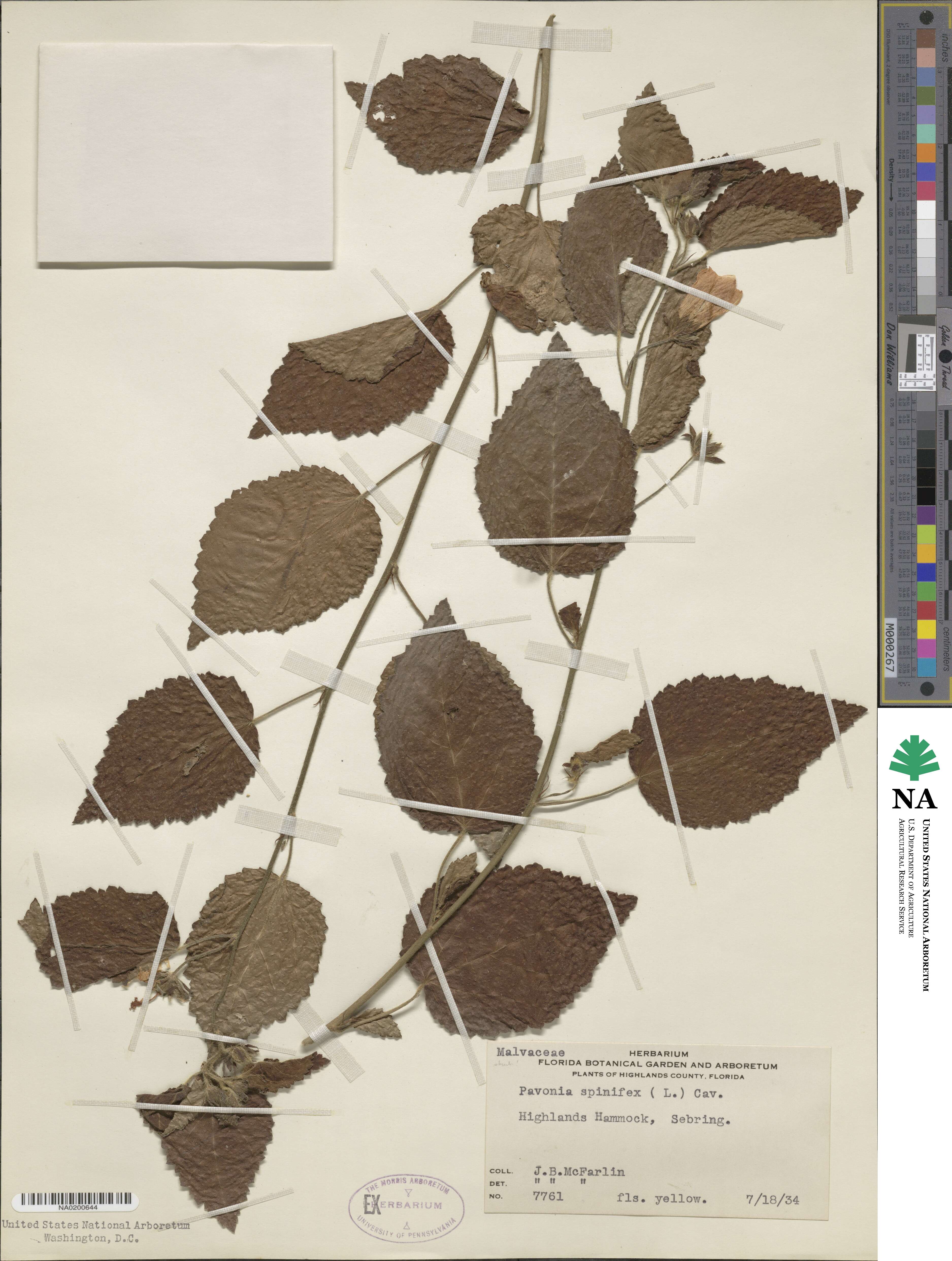 Pavonia image