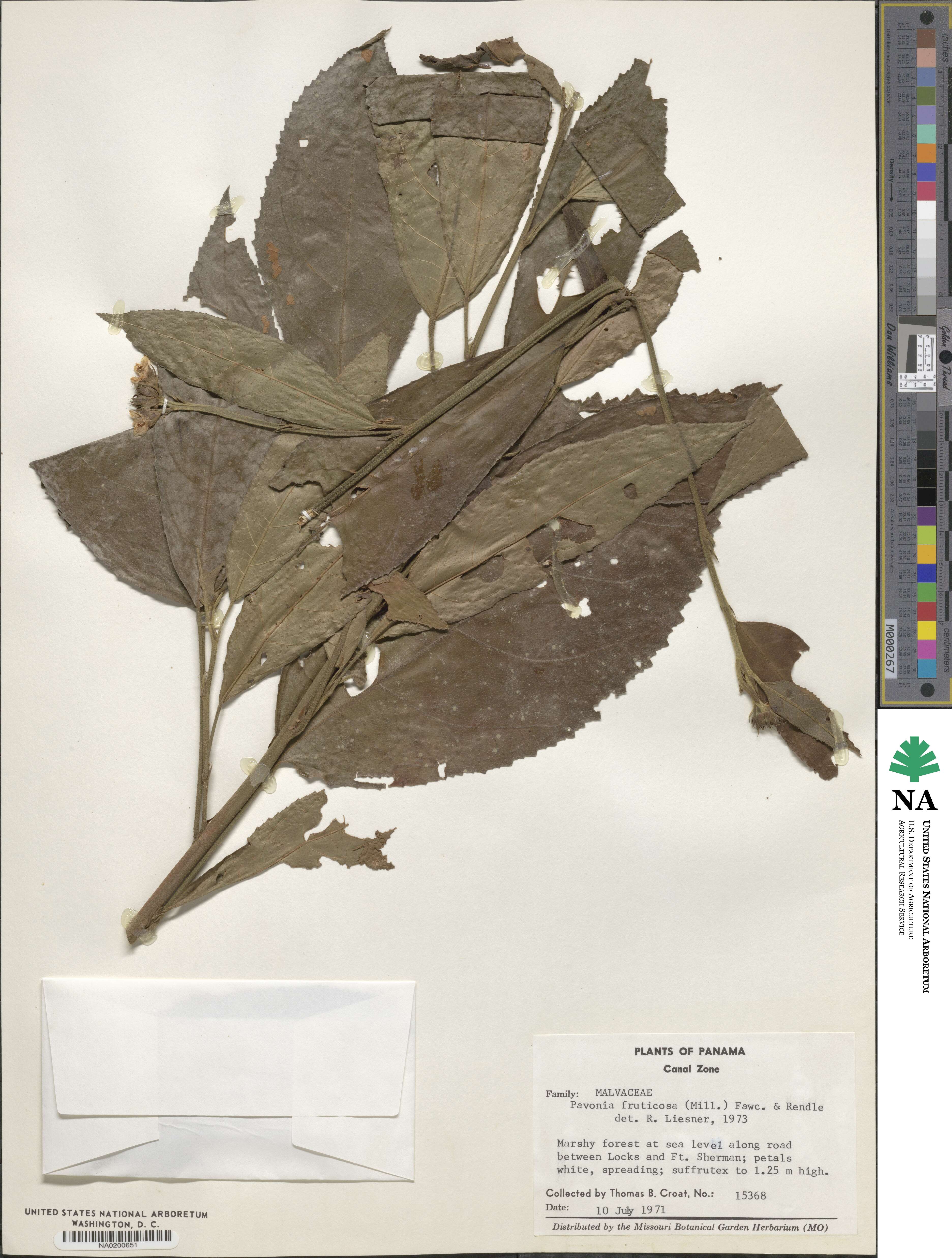 Pavonia fruticosa image