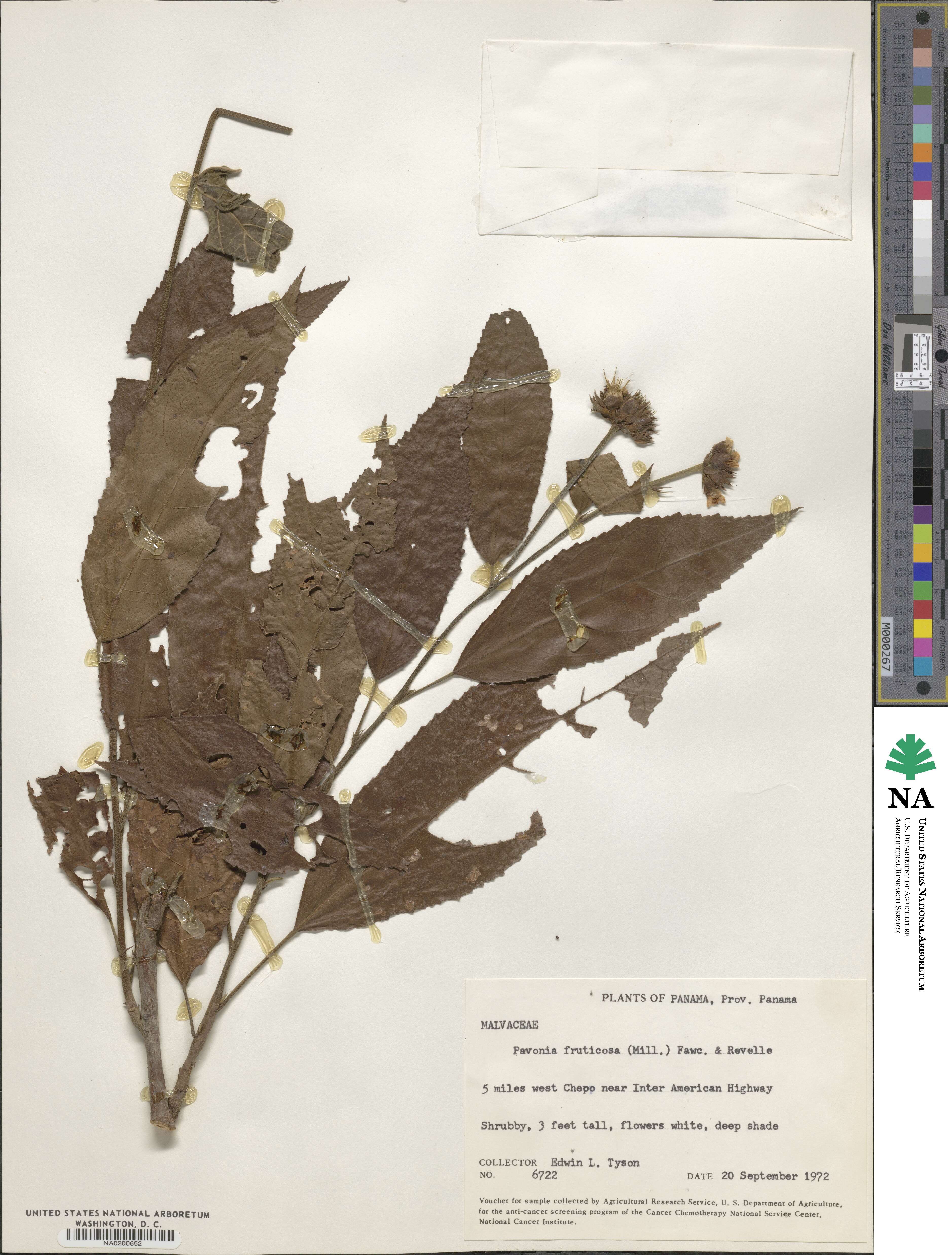 Pavonia fruticosa image
