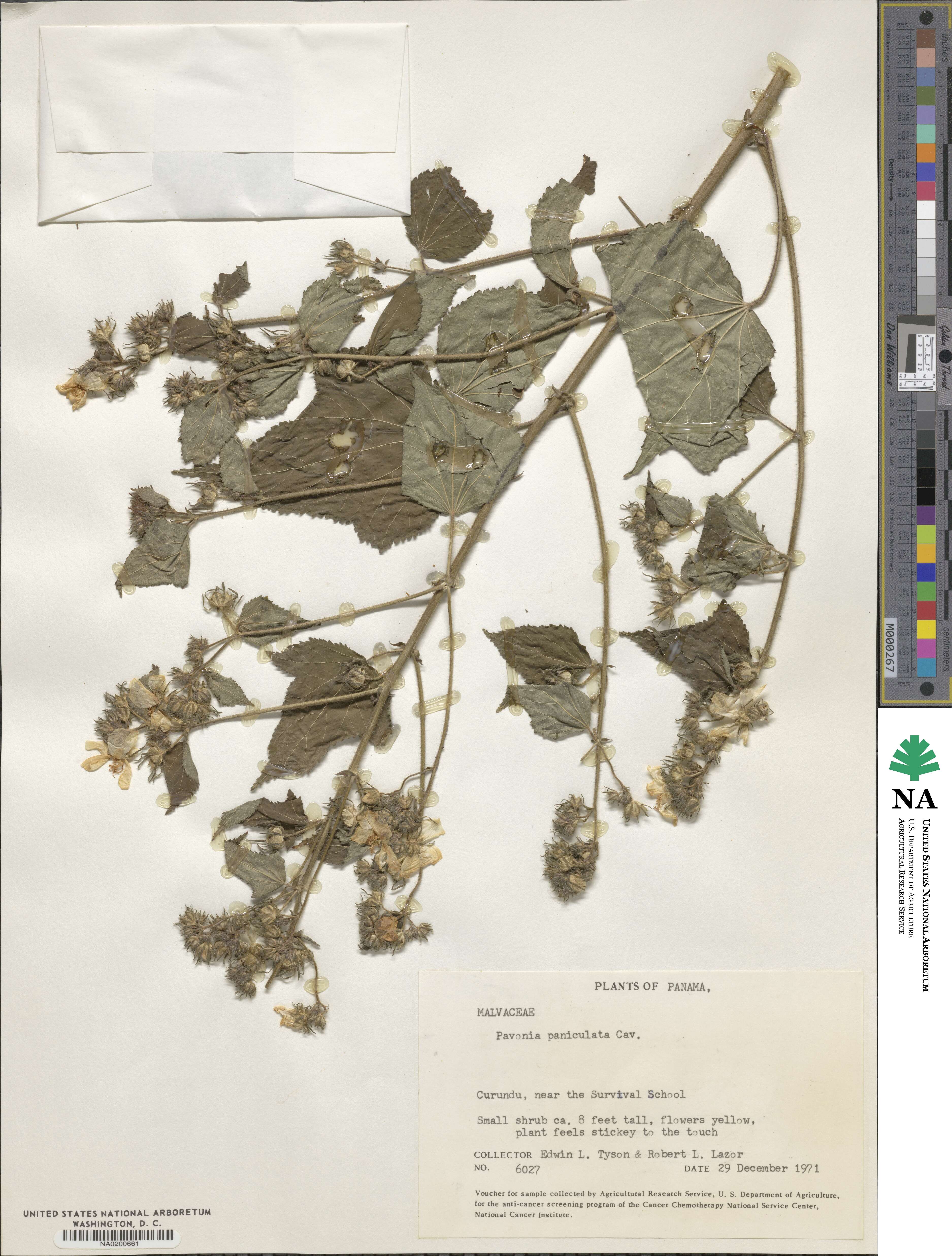 Pavonia paniculata image