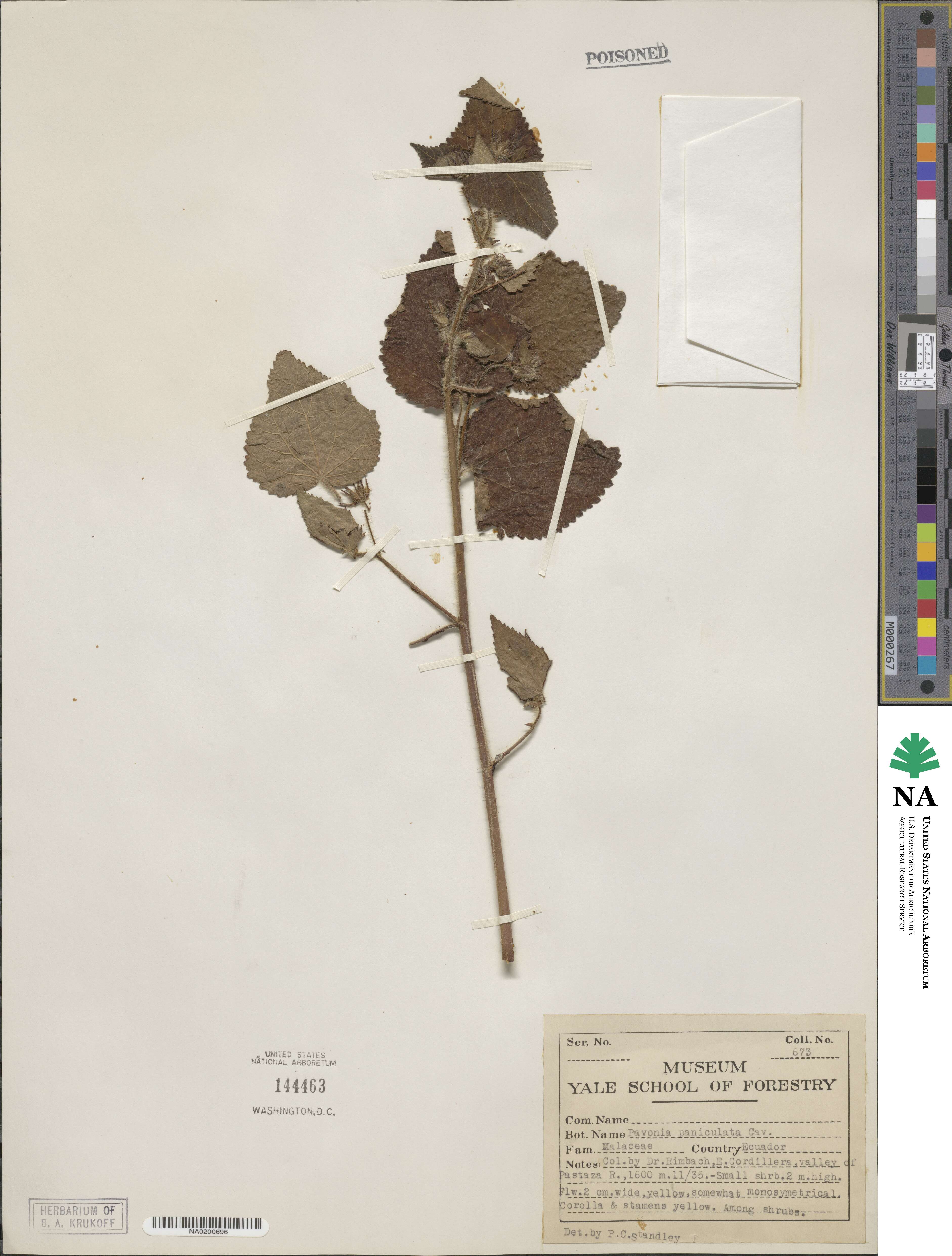 Pavonia paniculata image