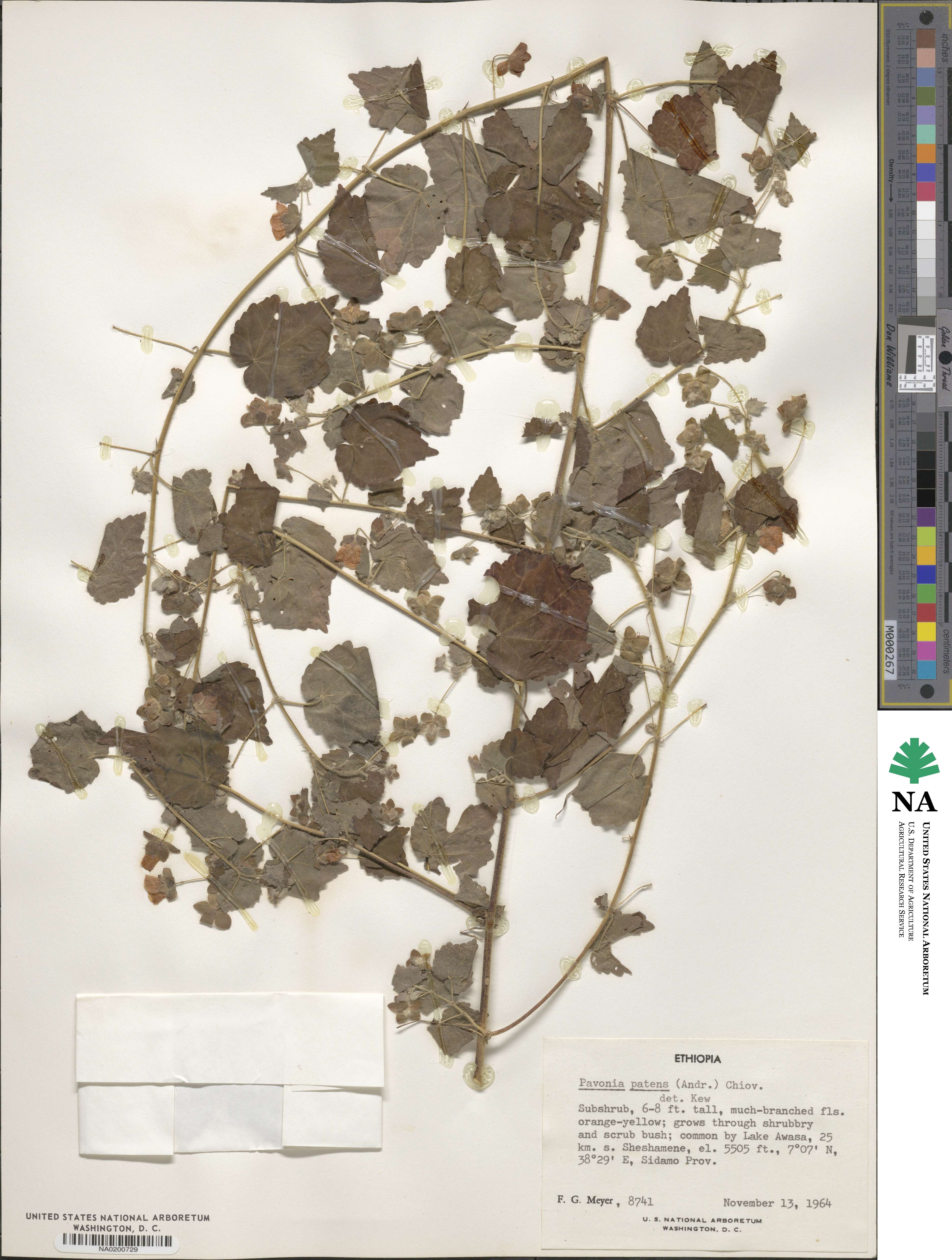 Pavonia burchellii image