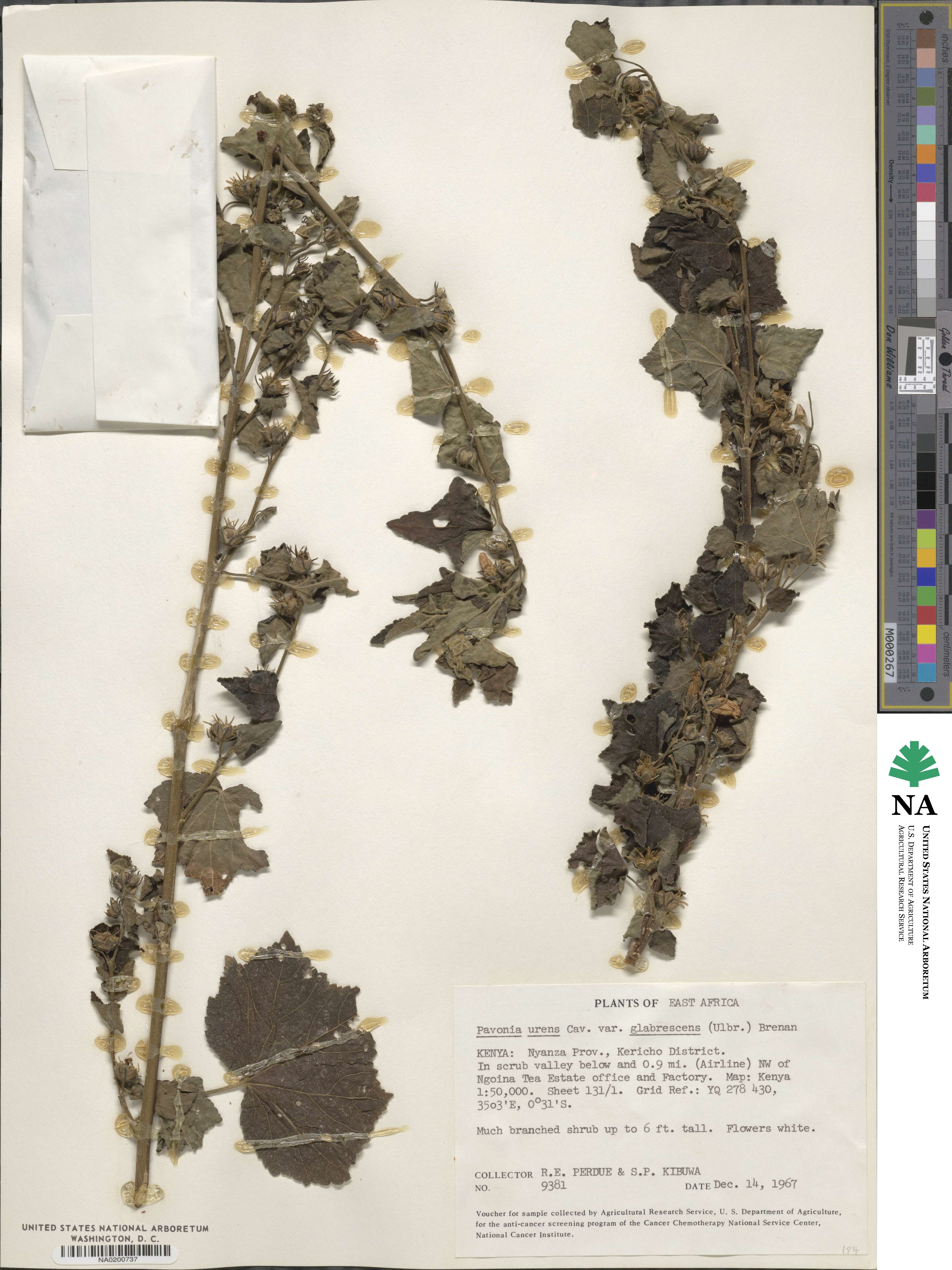 Pavonia schimperiana image