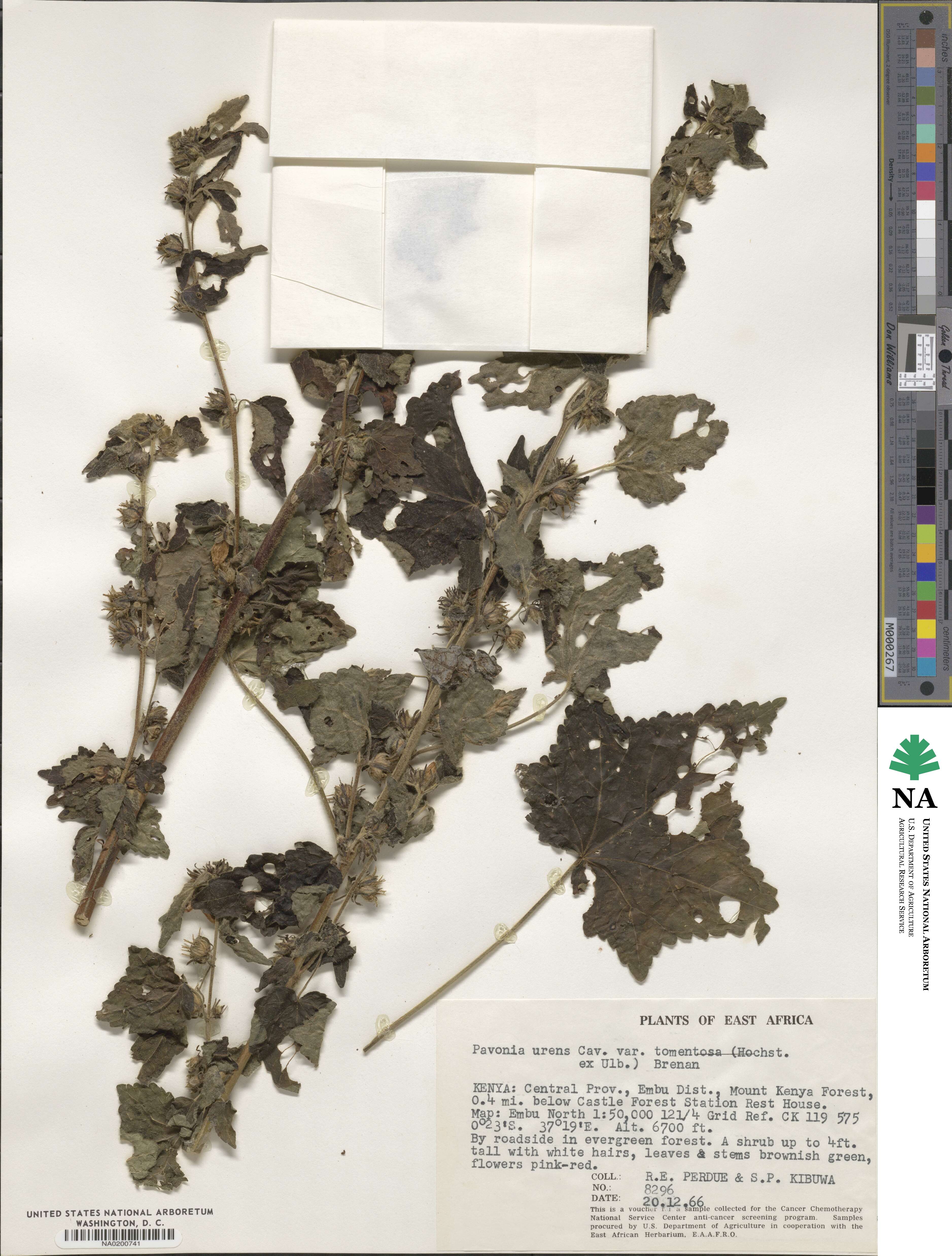 Pavonia urens var. tomentosa image