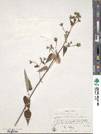 Pavonia oxyphylla var. melanommata image