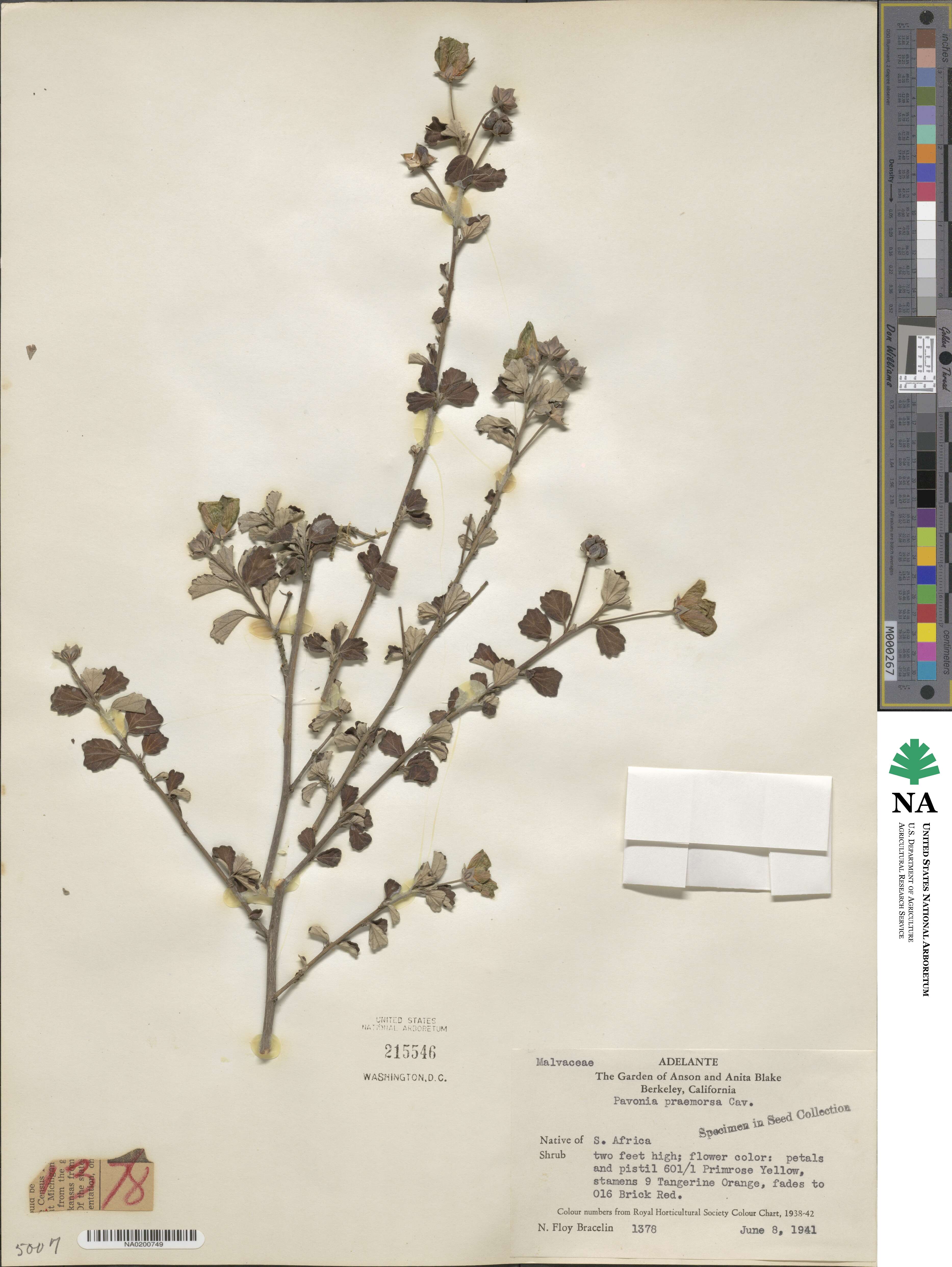 Pavonia praemorsa image