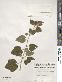 Malvaviscus arboreus var. drummondii image